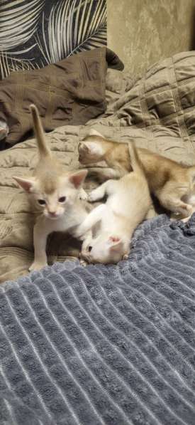 Абисинские котята в Йошкар-Оле фото 3