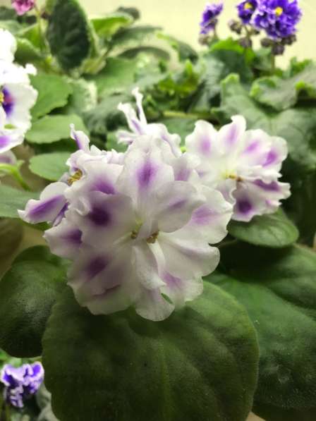 Фиалки сортовые в Москве фото 6