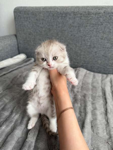Шотландские котята в Санкт-Петербурге фото 4