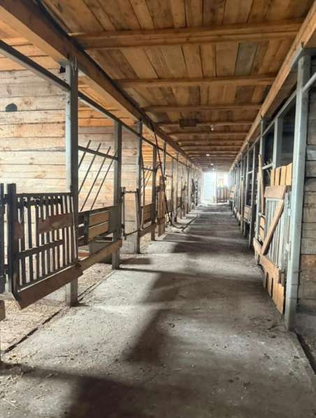 Ферма / Конюшня / Эко-хозяйство в Красноярске фото 10