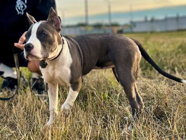 Американский Стаффордширский терьер в фото 4