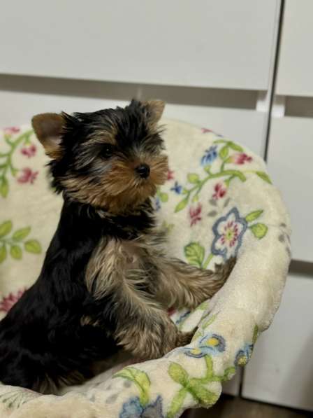 Щенки йоркширского терьера