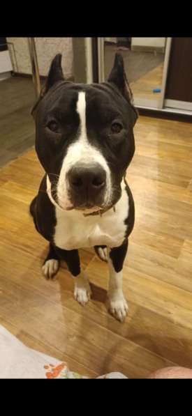 Щенки питбуль в Новосибирске фото 3