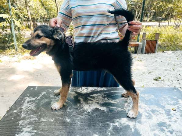 Хорошенький щенок с пушистыми ушками в Санкт-Петербурге фото 12