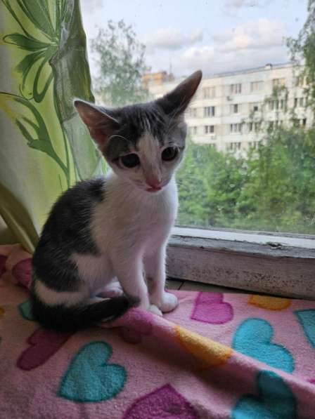 Котята в добрые руки в Москве