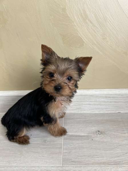 Йоркширский терьер мини в Геленджике фото 8