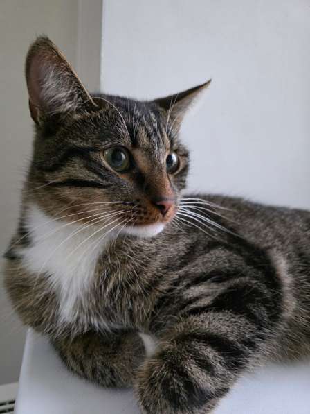 Кот - в добрые руки