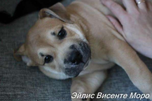 Продаются щенки ка де бо в Санкт-Петербурге фото 3