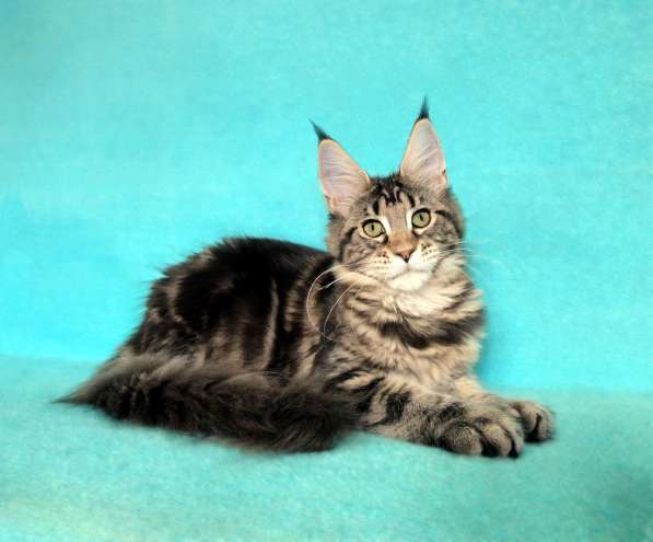 Апельсинки к Новому Году в Рязани фото 58