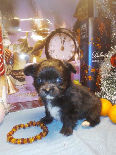 Щенок Чихуахуа ШОУ класса