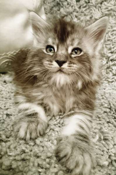 У вас ещё нет Мейн-куна? в Санкт-Петербурге фото 19