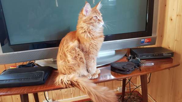 Красная кошечка мейн-кун в Санкт-Петербурге фото 7