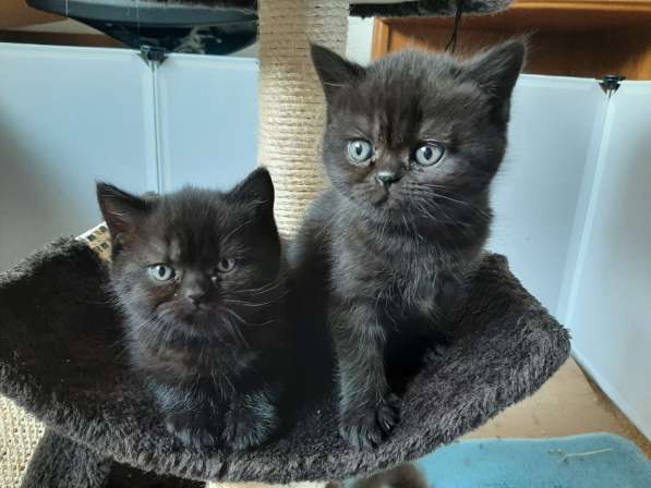 Продаються милые британские короткошерсные котята в фото 9