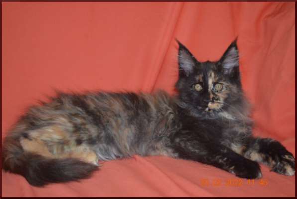 Роскошный черный котик мейн-кун из питомника в Астрахани фото 67