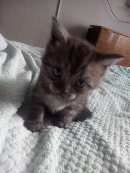 Шотландский денди скоттиш- страйт в Санкт-Петербурге фото 21