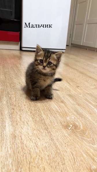 Милые шотландцы ищут своих хозяев ! в Санкт-Петербурге фото 13