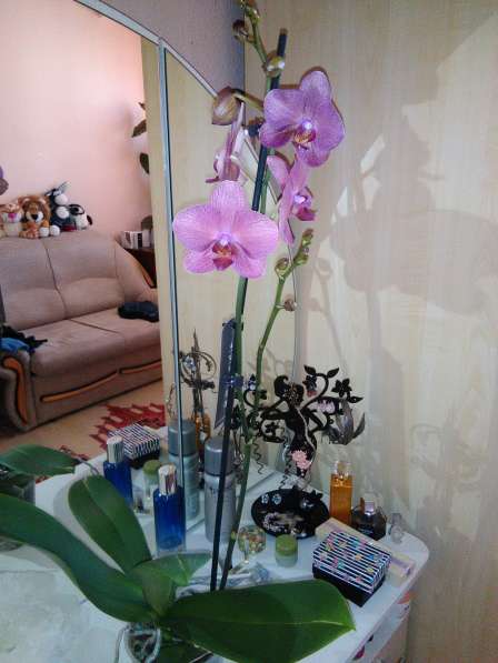 Орхидеи фаленопсисы в фото 6
