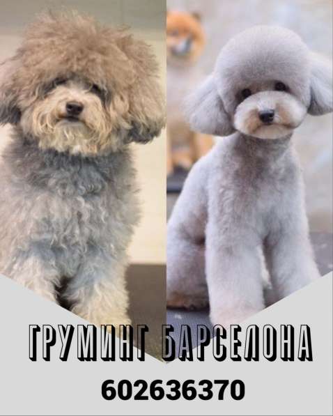 Груминг собак. Экспресс-линька