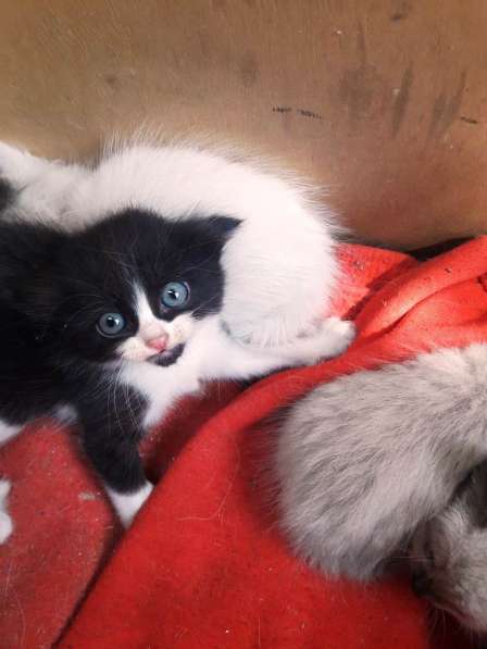 Котята от голубоглазой Ангоры в фото 7