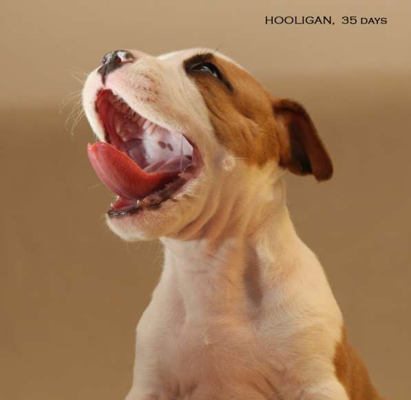 Щенки амстаффа в Санкт-Петербурге фото 13