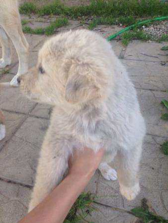Отдам замечательных щенков алабая метисов в добрые руки! в Обнинске фото 3