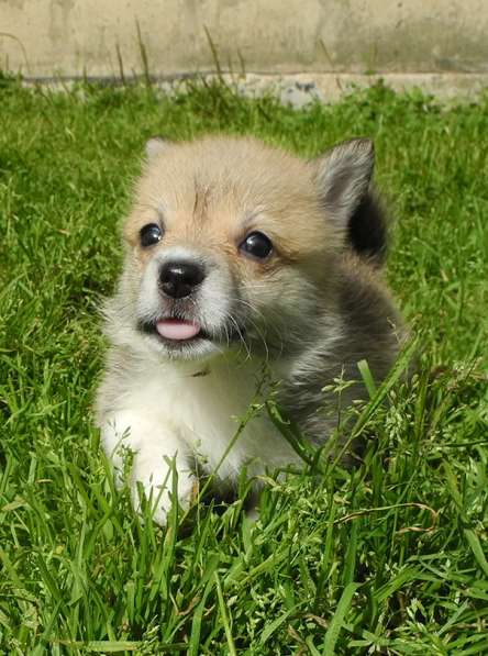 Щенки Вельш Корги Пемброк в Москве фото 21