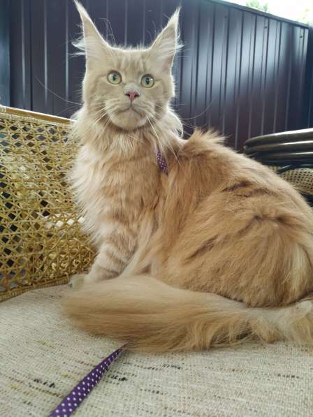 Котята мейн-кун в