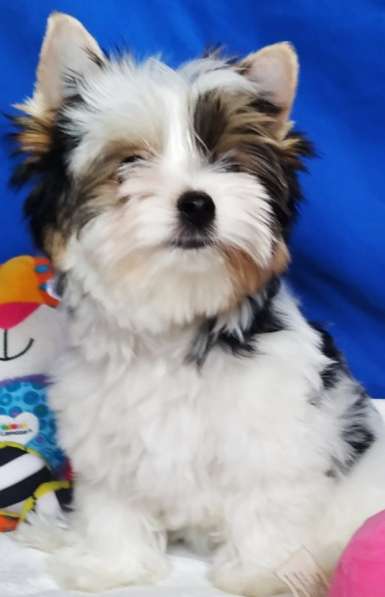 Бивер йоркширский терьер