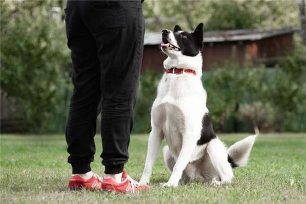 Красивый пёс Рэнди в добрые руки! в Москве фото 36