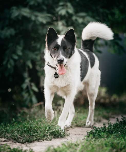 Красивый пёс Рэнди в добрые руки! в Москве фото 30