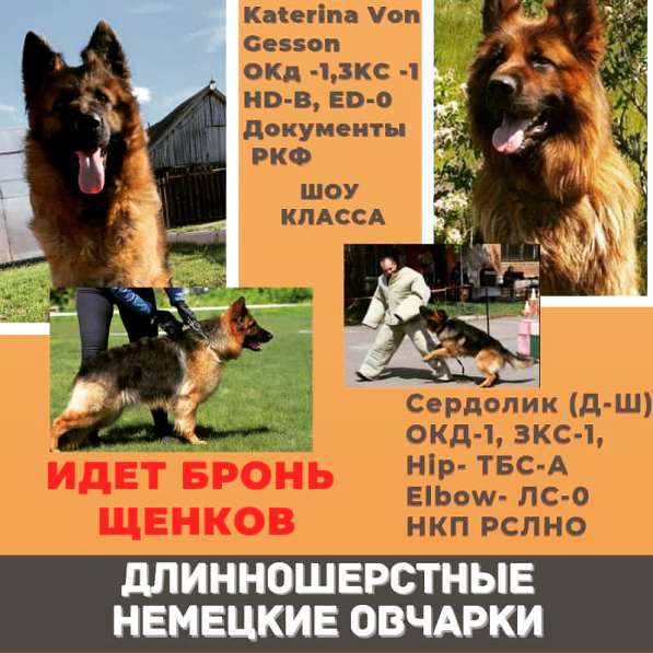 Немецкие длинношерстные овчарки шоу класса в Октябрьского
