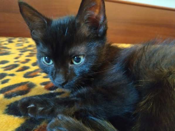 Котенок черный (метис Бомбейской кошки) в фото 10