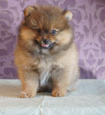 Шпицы мини мальчик и малая девочка в Зеленограде фото 4