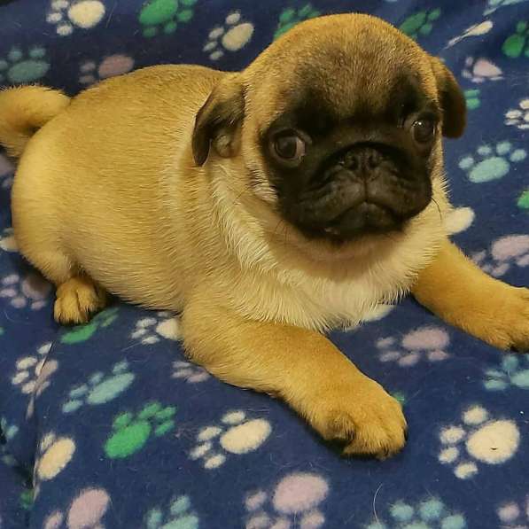 Щенки мопса в Калининграде фото 7