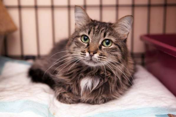 Застенчивая Полетта в поисках своего дома