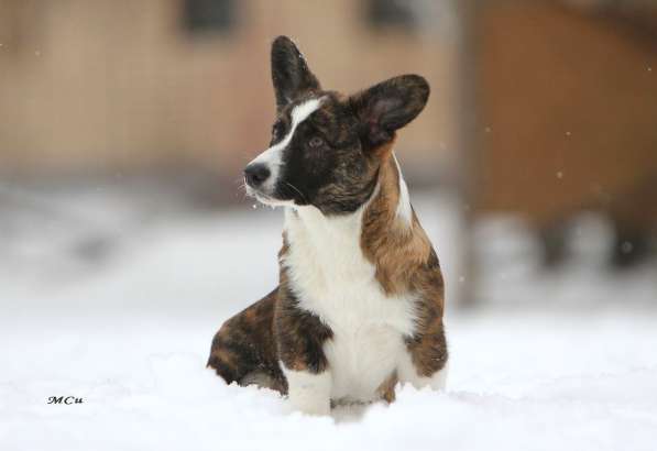 Щенок вельш корги кардиган в Раменское фото 7