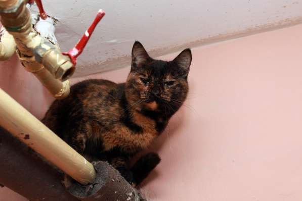 Котенок в добрые руки. Крошка пеструшка в Калуге фото 42