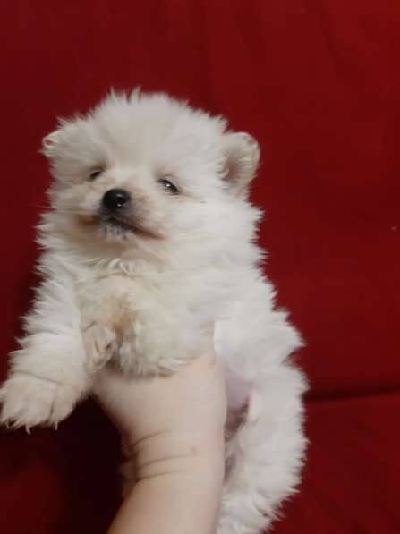 Шпиц мальчик