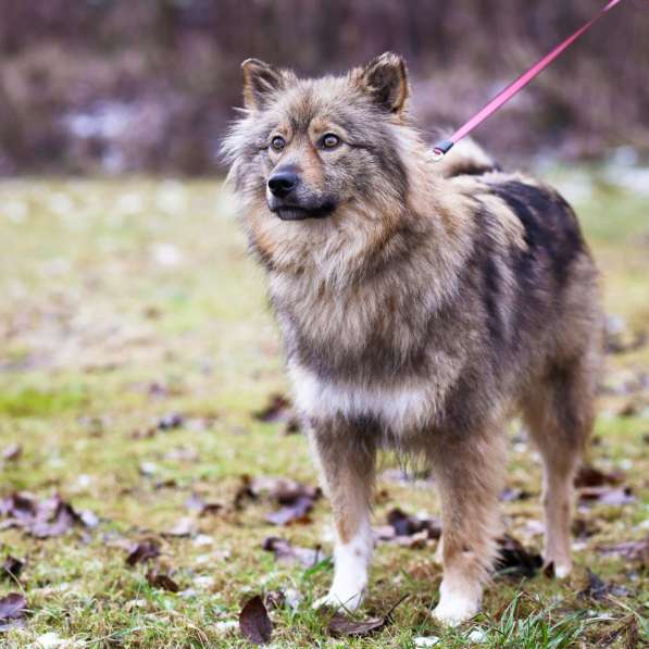 Небольшая пушистая собака ищет дом в Санкт-Петербурге