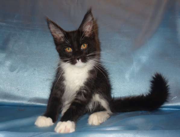 Ламборджини кошечка мейн кун в Москве фото 17