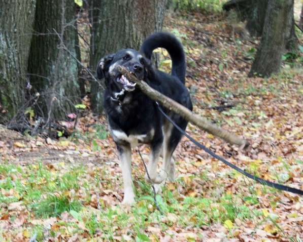 Джек ищет дом! в Москве фото 15