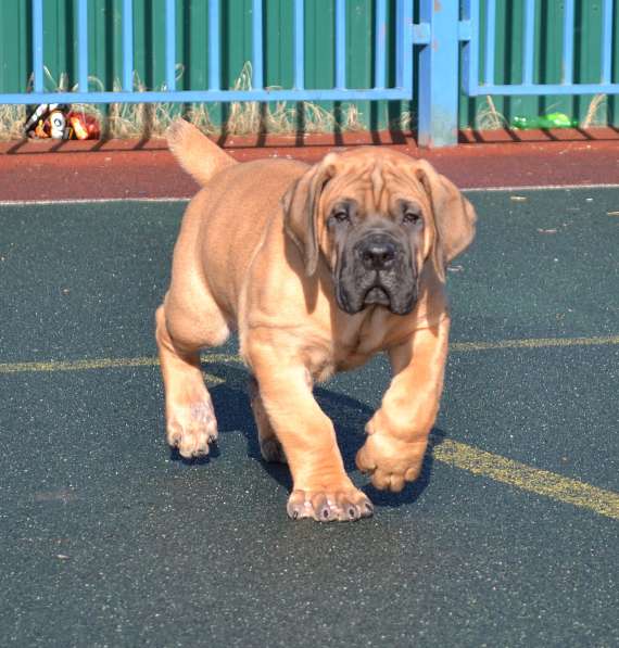 Щенки ЮА Бурбуля в Краснодаре фото 12