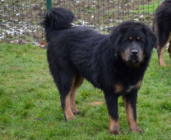 Тибетский мастиф - лучший страж на территории в Москве фото 162