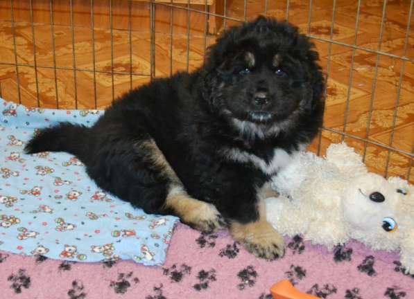 Тибетский мастиф - лучший страж на территории в Москве фото 35