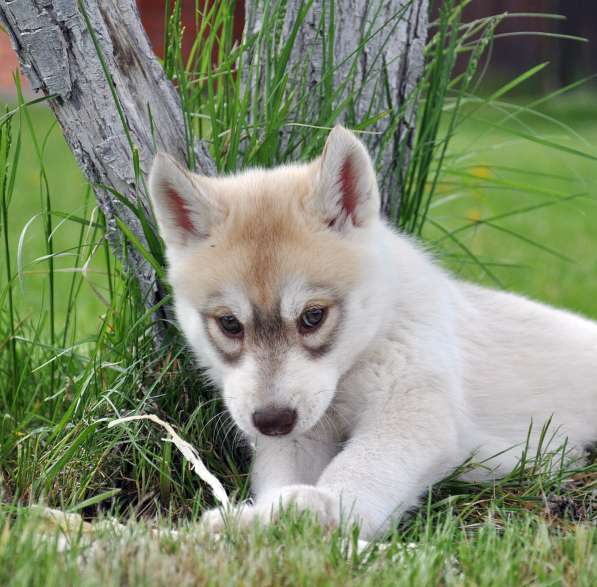 Две высокопородные девочки Хаски от Чемпионов! в Тюмени фото 7