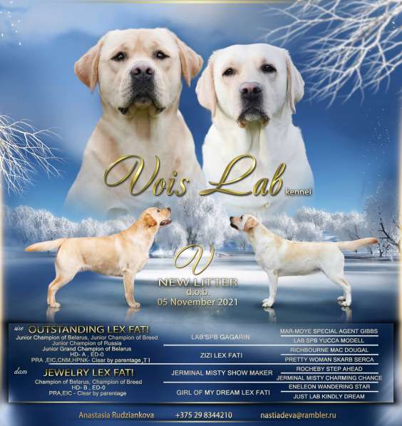 Щенки лабрадора ретривера в фото 35