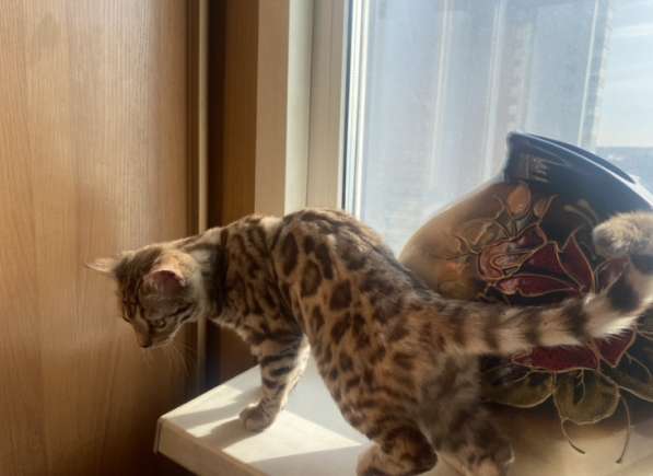Котёнок породы бенгал, окраса "сепия" ждёт хозяина в Владивостоке фото 5