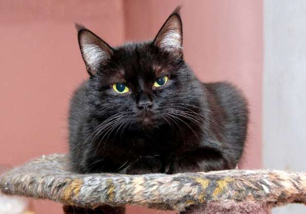 Красавец Казимир. Черный кот в добрые руки в Калуге