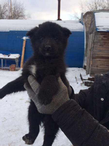 Отдам 2 щенков в хорошие руки