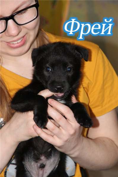 Москва, МО. Чудесные малыши ищут дом в Москве фото 6